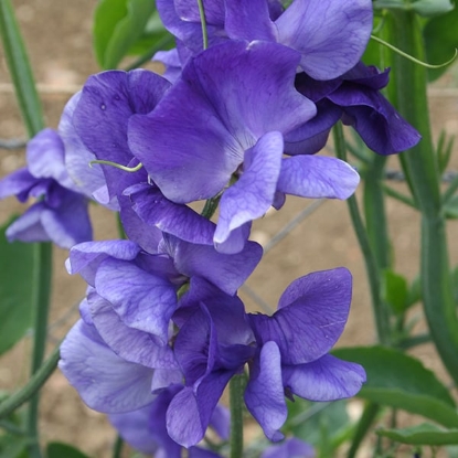 Picture of Sweet Pea - Heathcliff